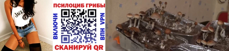 Псилоцибиновые грибы MAGIC MUSHROOMS  Купить закладки  Руза 
